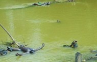 Mystery corpses were our members — MASSOB