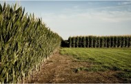 Rifts emerge in scientists’ views on safety of GMOs
