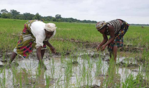 Agriculture, industry, the economy and dysfunctional governance: Setting agenda for national rebirth